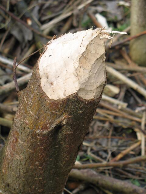 die Kraft der Biberzähne