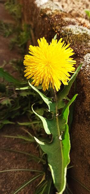 Löwenzahn schafft alles, auch ein mega Heilmittel