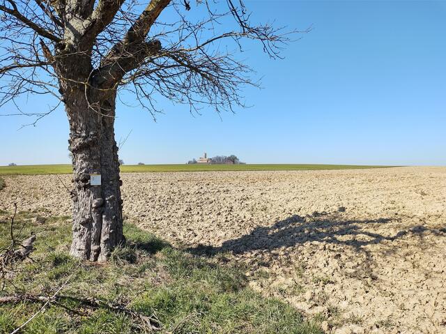 Blick auf die Burg Steinsberg beim Anstieg