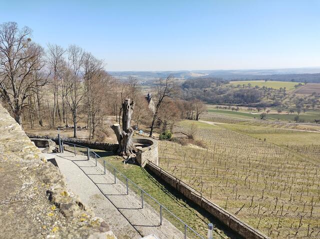 Leztes Jahr war der Baum noch ganz