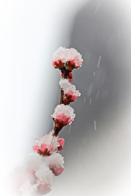 Ob da noch ein Pfirsich draus wird?