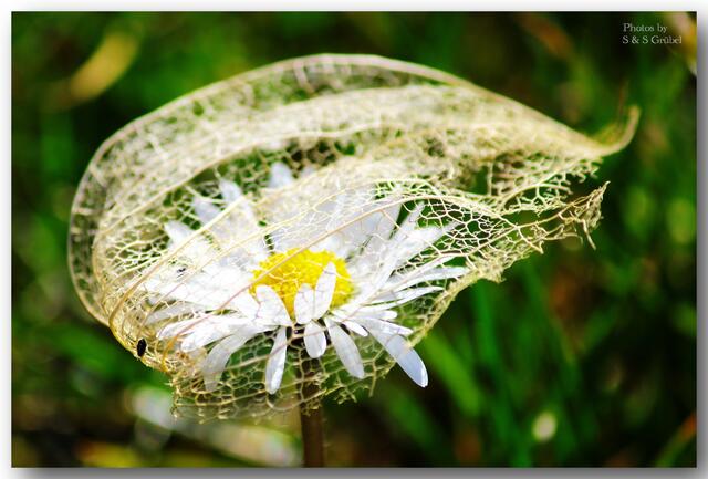 In der Physalishülle groß geworden