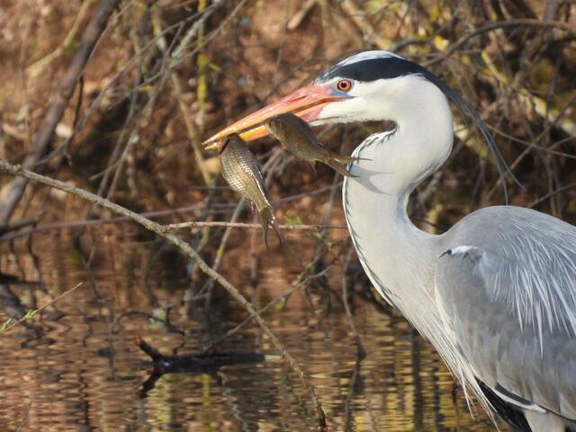 Doppelte Mahlzeit: Helga El-Kothany war bei der Jagd des Reihers dabei. | Foto: Helga El-Kothany