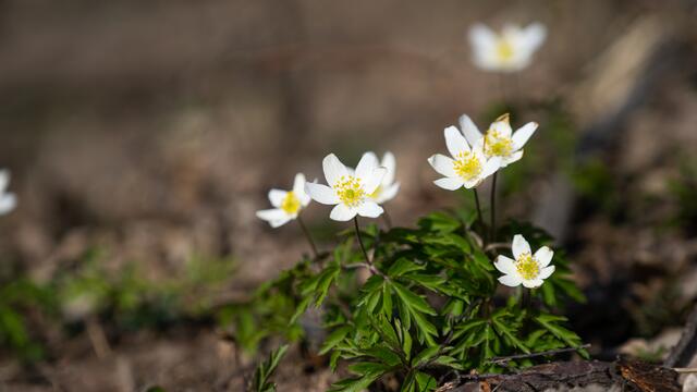Blume im Frühling