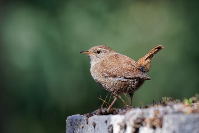 Seltener Gast: Der Zaunkönig scheint für Wolfgang Kynast zu posieren. | Foto: Wolfgang Kynast