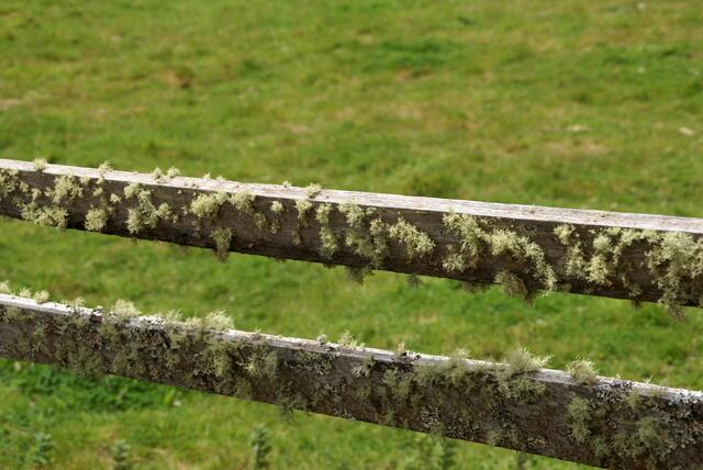 sogar auf Holz gedeiht etwas