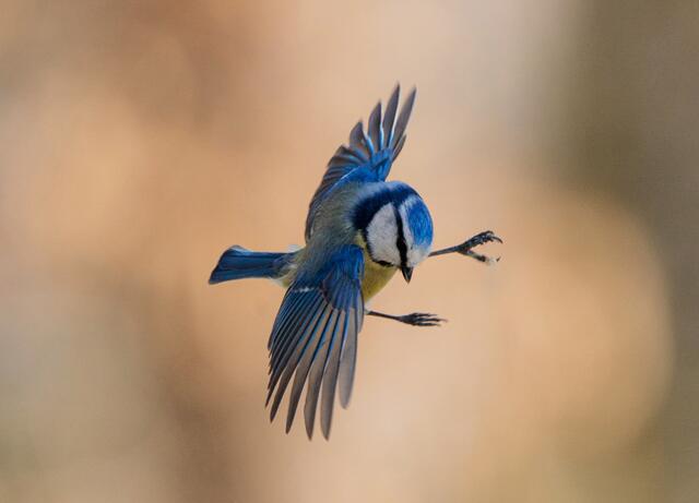 Gewonnen: Für dieses Blaumeisen-Foto im Flug erhält Gülay Sween Tickets für das Wildparadies. | Foto: Gülay Sween
