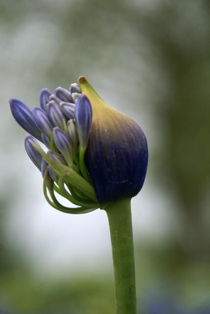 die Agapanthusknospe öffnet sich