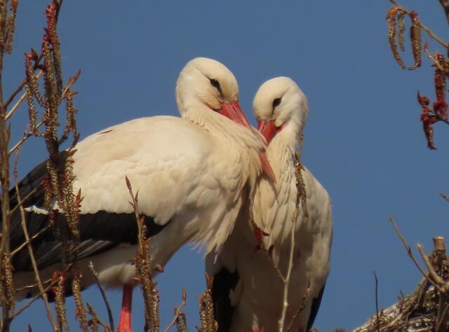 Verliebtes Storchenpaar: Angelika Rampmeier hat es dokumentiert. | Foto: Angelika Rampmeier