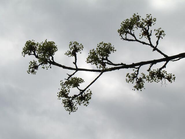 Neues Grün treibt aus