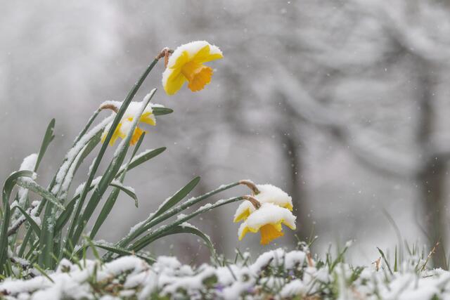 Schneebedeckte Narzissen verneigen sich