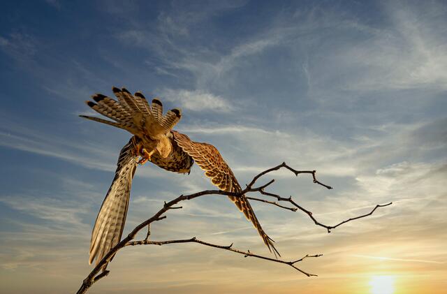 Gerade noch erwischt: Uschi Pohl hat den Turmfalken im Heilbronner Neckarbogen abgelichtet. | Foto: Uschi Pohl