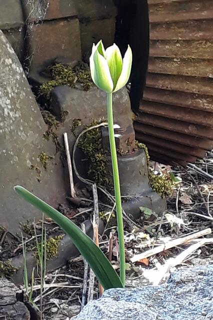 Kaum Erde zum Wurzeln und blüht trotzdem