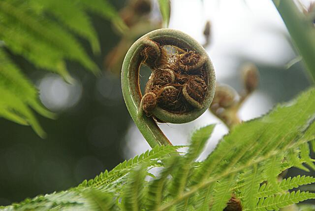 kurz vor der Entfaltung