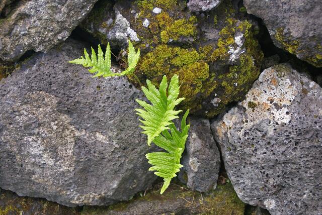 zwischen den Steinen sprießt es