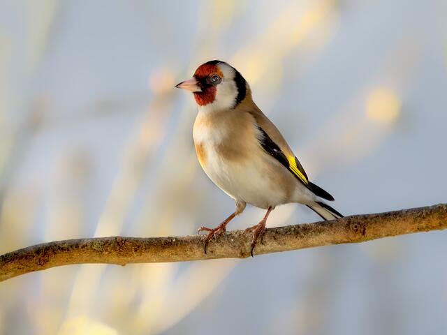 Sehr süß: das Distelfinken-Porträt von Rüdiger Reingräber. | Foto: Rüdiger Reingräber