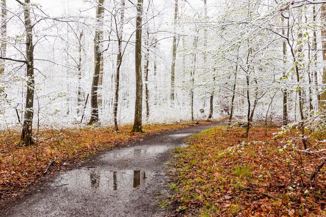 Der farbenfrohe Waldboden und die schneebedeckten Bäume