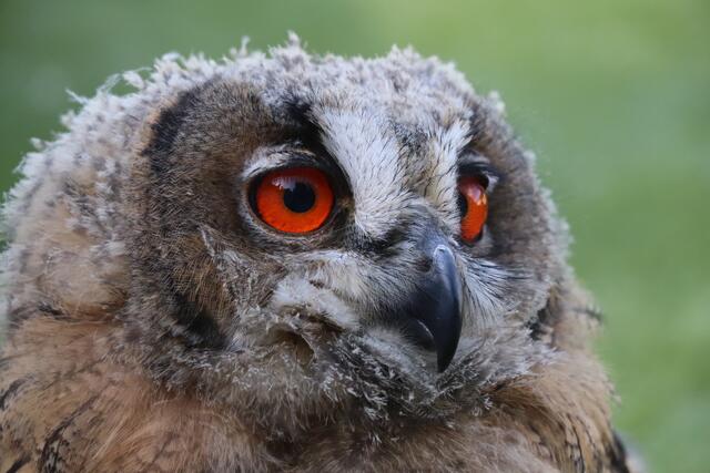 Ganz nah: Nicole Kraft hat die Aufnahme des Uhus eingestellt. | Foto: Nicole Kraft