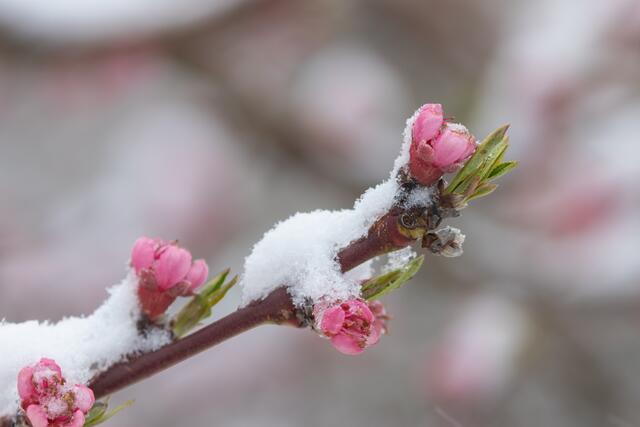 Die jungen Blüten wurden vom Schnee bedeckt