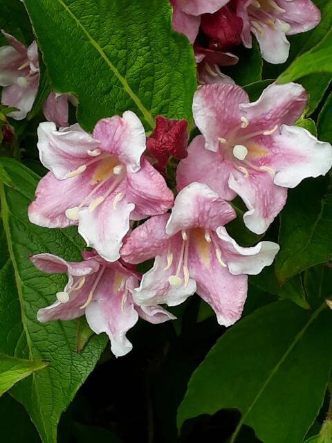 Weigelienblüten mit Knospe