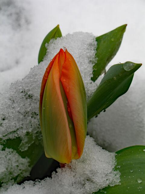 Überlebenskünstler