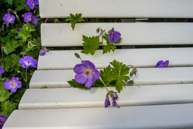 Die Bank ist schon besetzt !