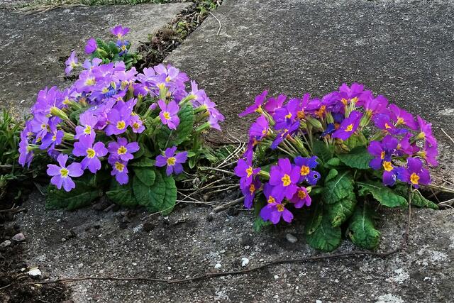 Aus den Plattenfugen zur Blütenpracht.