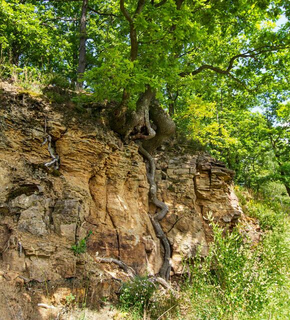 Wer ist stärker, Fels oder Baum ?