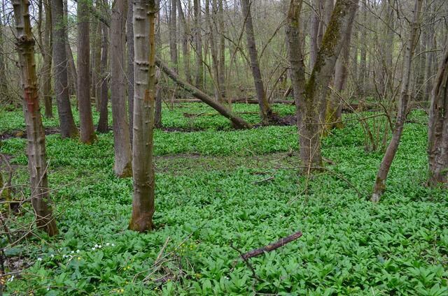 Bärlauch Wanderweg