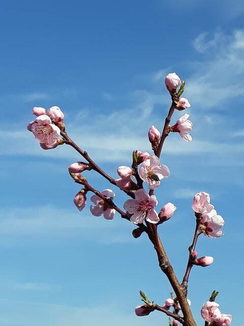 Die Knospen brechen auf