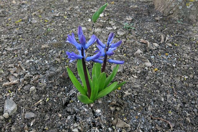 Die Hyazinthe hat es durch den trockenen Boden geschafft.