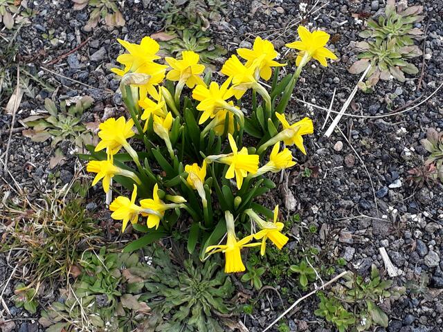Mini-Osterglocken "frisch geschlüpft"