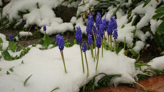 Die Traubenhyazinthen halten dem Aprilschnee stand.