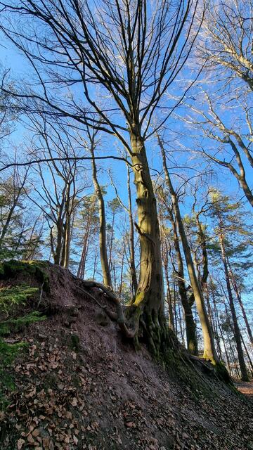 Zabergäu - im weißen Steinbruch bei Pfaffenhofen