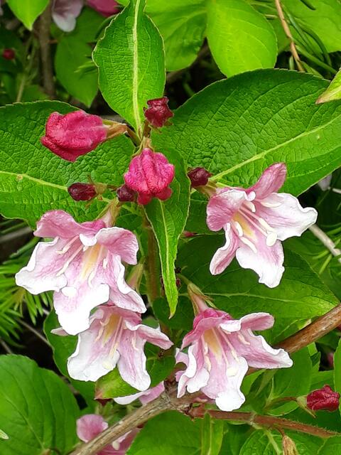 Weigelien mit Knospen