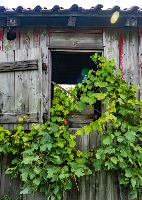 Weinreben wachsen durch die Hütte.