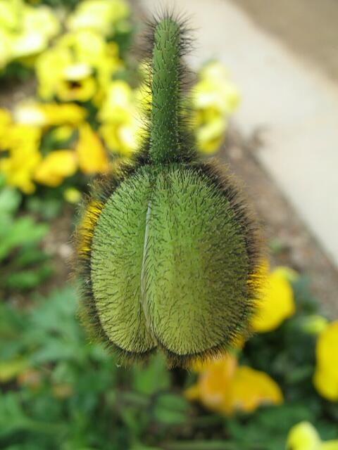 Mohn, noch geschlossen