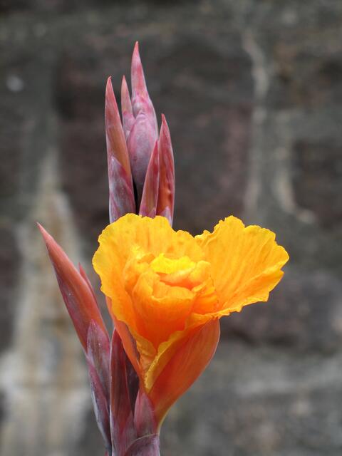 Da kommen noch viele Blüten