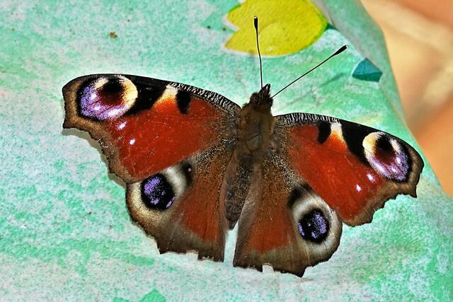 Das Tagpfauenauge genießt die warme Frühlingssonne auf dem Gartentisch.
