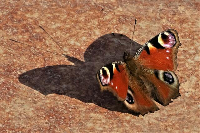 Die stille Kraft der Frühlingssonne, lockt das Tagpfauenauge zu neuem Leben hervor.