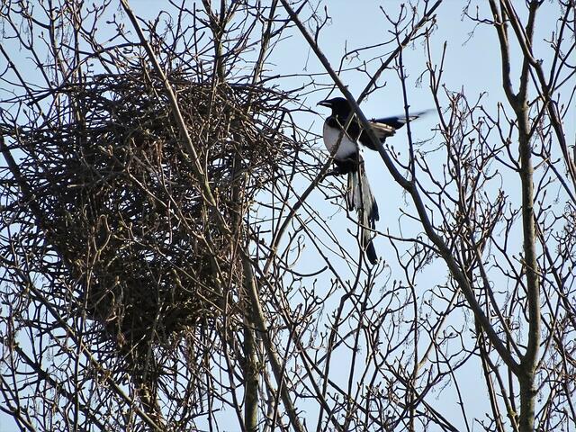Kraftvoll, biegt und flechtet die Elster die Zweige zu einem schützenden Nest.