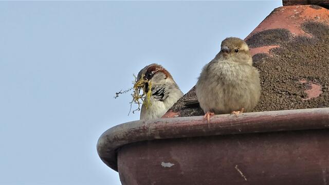 Das ist die Kraft des Frühlings: Wir sind ein Spatzenpaar, bauen uns jetzt ein Nest und sorgen für Nachwuchs.