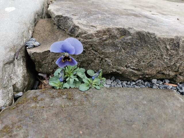 "Oma, hast du die da hingepflanzt?"