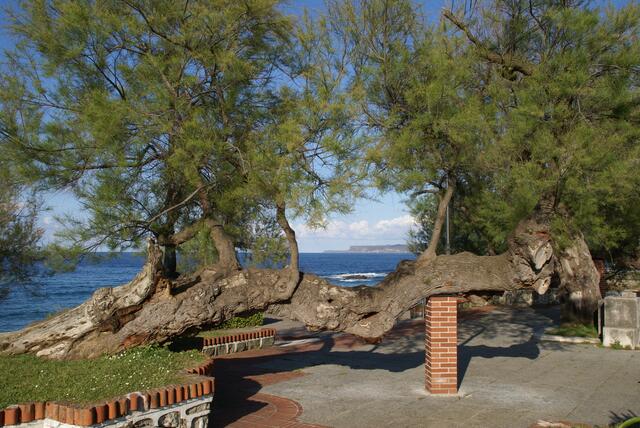 Neues Leben auf dem alten Stamm