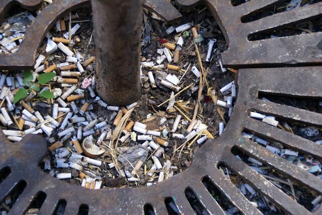 ein Unkräutlein setzt sich durch