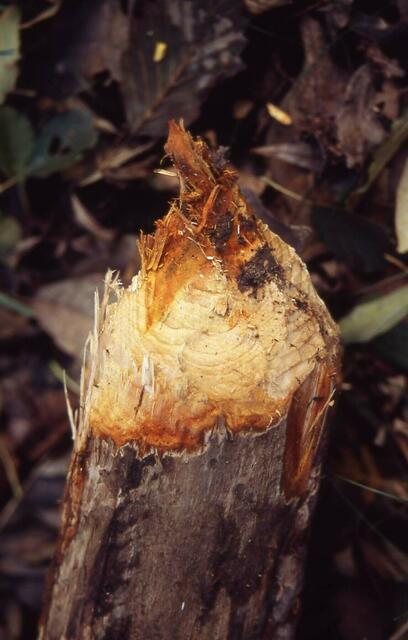 kraftvolle Biberbisse