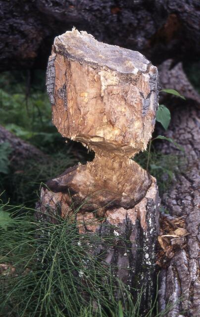 die Kraft der Biberzähne lässt Bäume fallen
