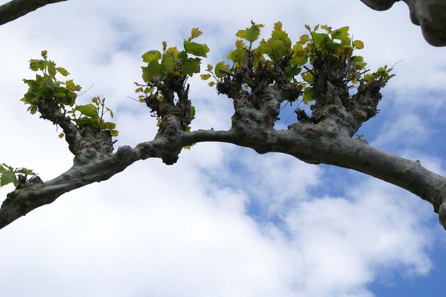 Die Platanen treiben aus