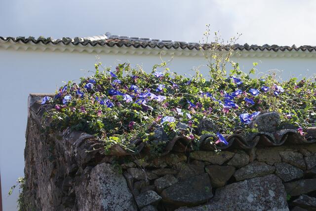 ein Teppich von Winden überzieht das Dach