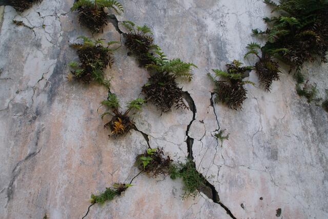Im kleinsten Spalt finden die Pflanzen Halt